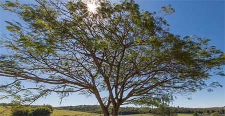 Fazenda Paraizo