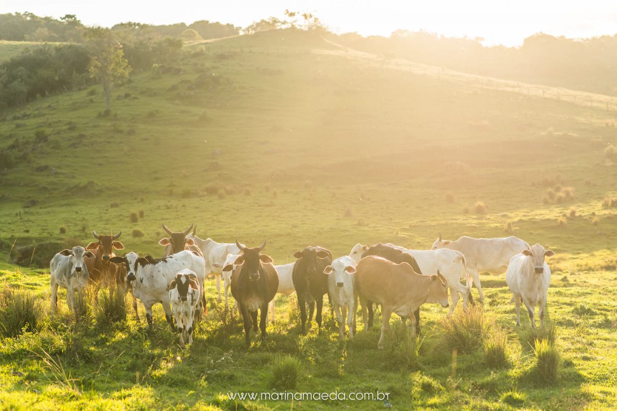 Fazenda Paraizo